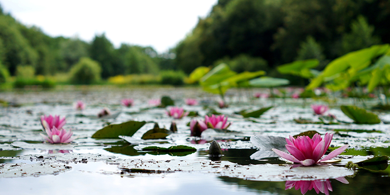 Lilly pads on pond in Rennes, France.